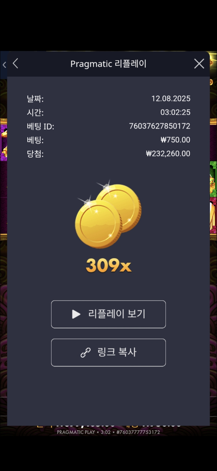 토라메 309배