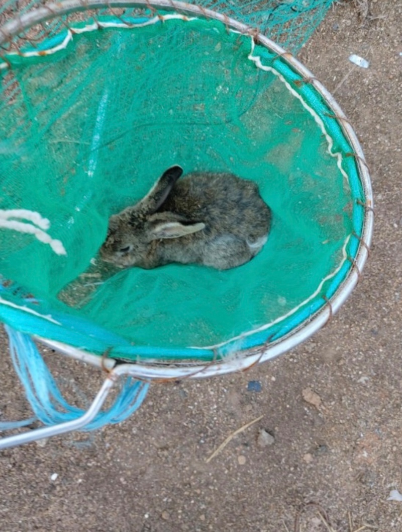 저메추
