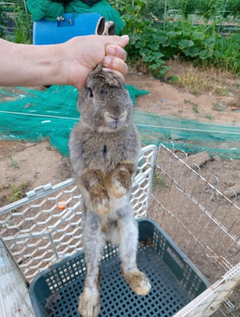저메추