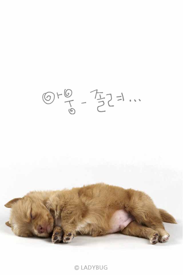 늦은 새벽이네요 슬카님들 굿밤되세요