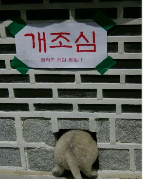 개조심 : 물려도 책임 못짐