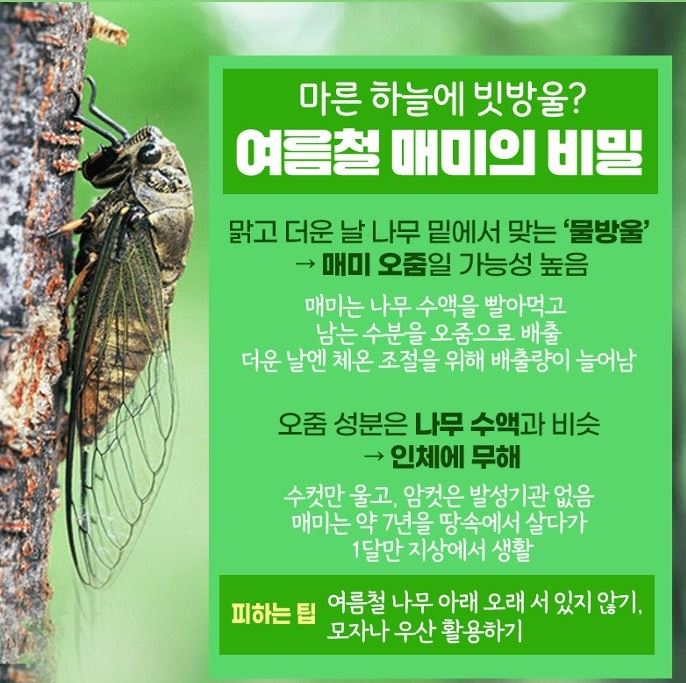 여름매미비밀