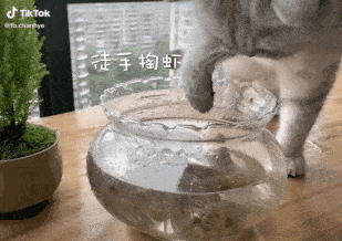 냥쉐프