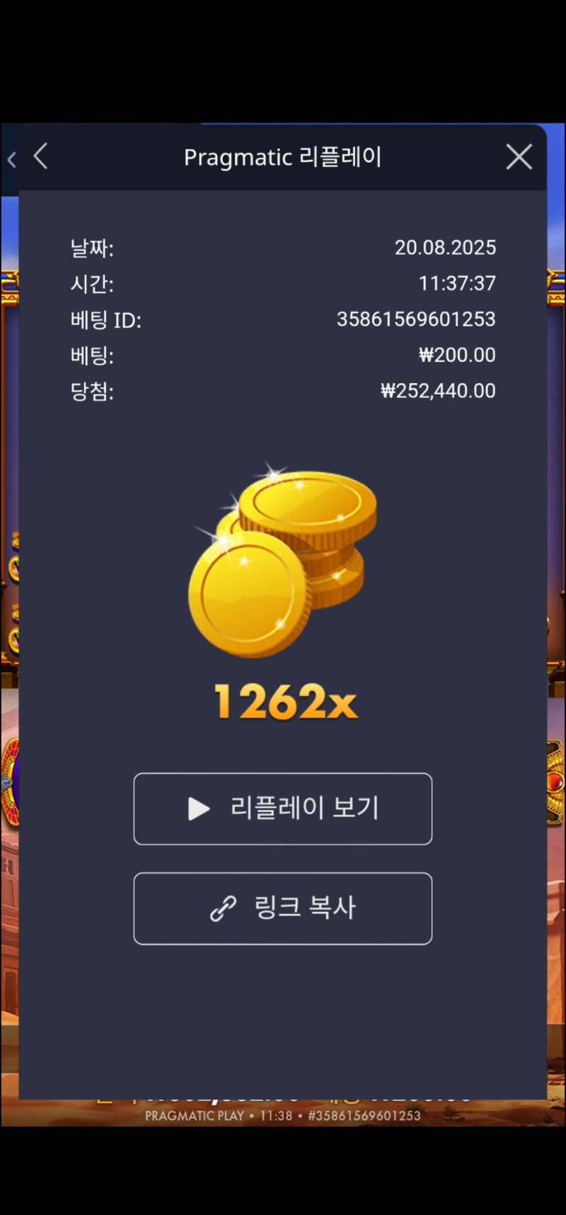 피라미드 보난자 1262배