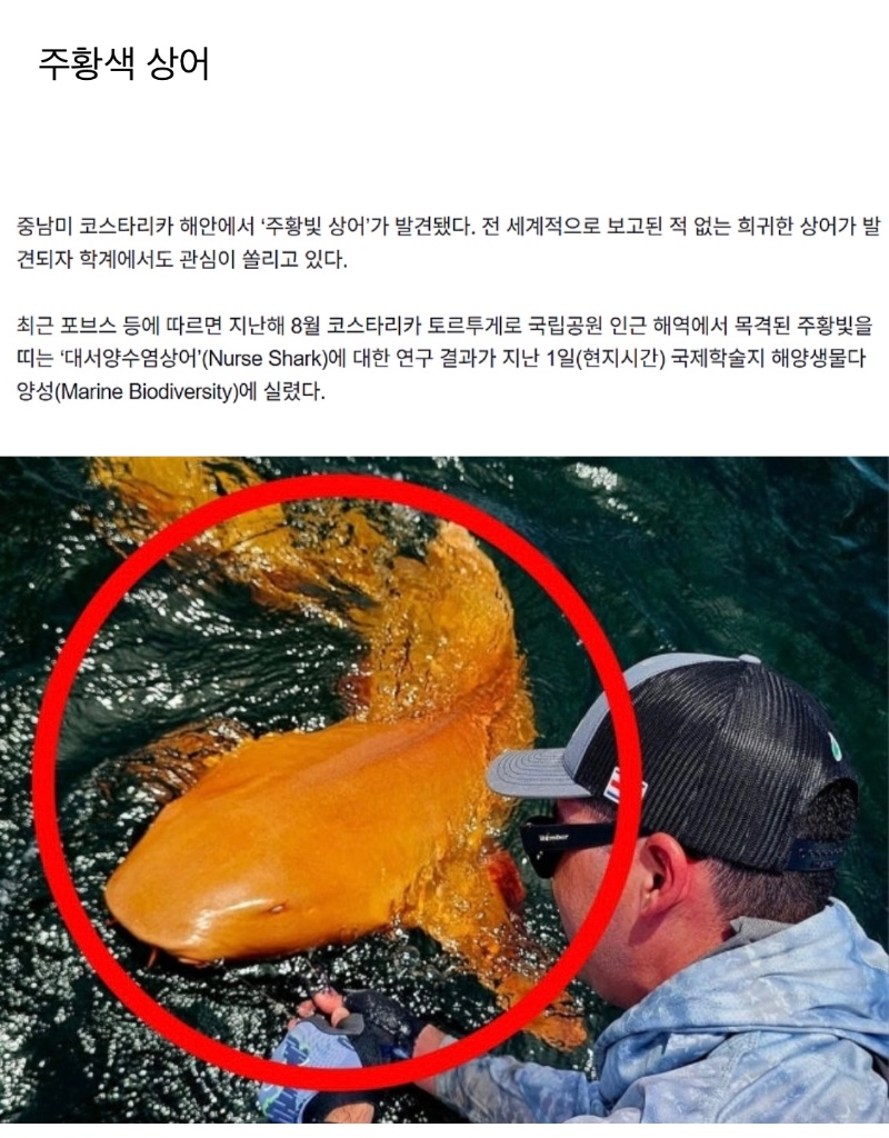 희귀한 상어 발견