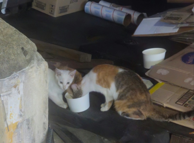 동네 앞 길고양이 3마리 귀업네용