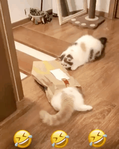 봉투가 좋은 냥이