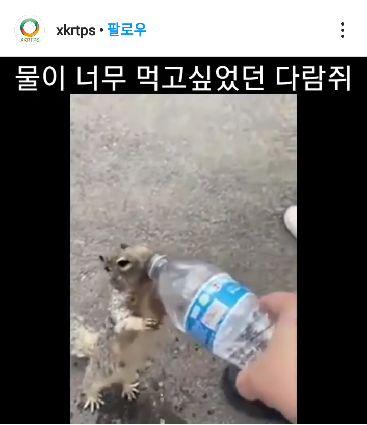 다람쥐