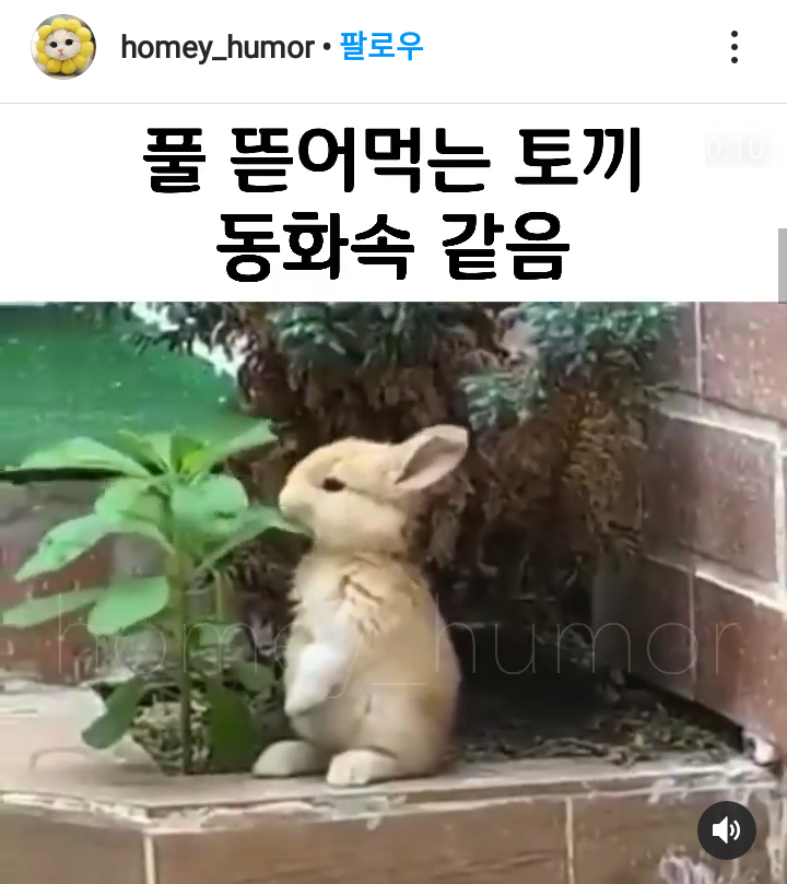 토끼
