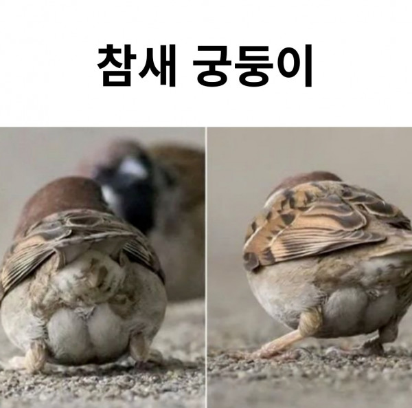 참새궁둥이